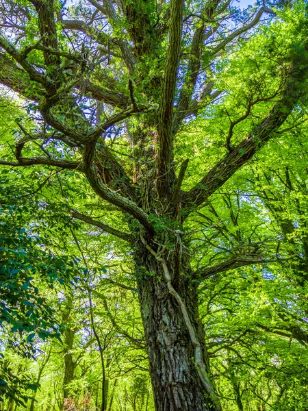 Korku veren ağaçlar ve doğa, Killarney Milli Parkı