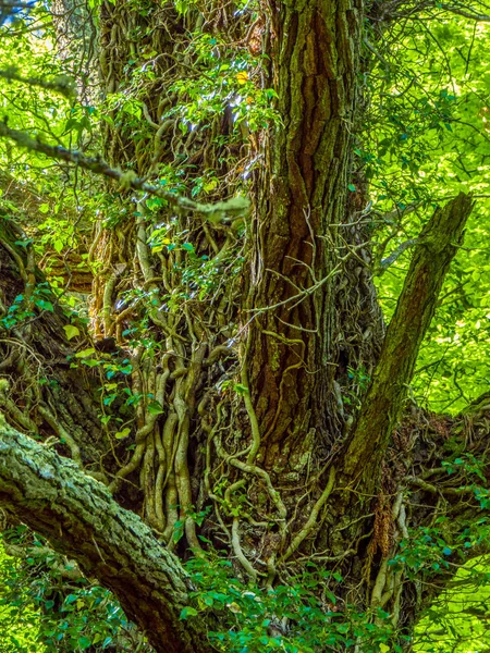 Félelmetes fák és a természet a Killarney Nemzeti Park — Stock Fotó