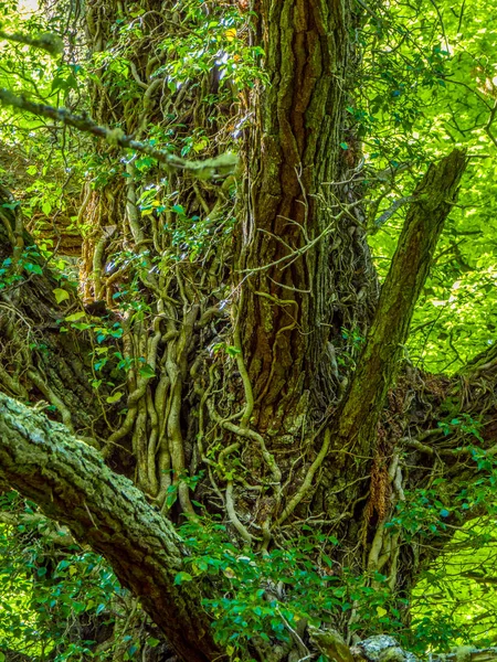 素晴らしい木々 やキラーニー国立公園で自然 — ストック写真