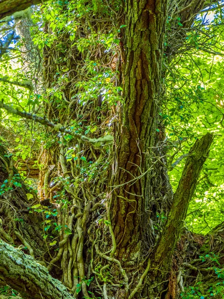 Korku veren ağaçlar ve doğa, Killarney Milli Parkı