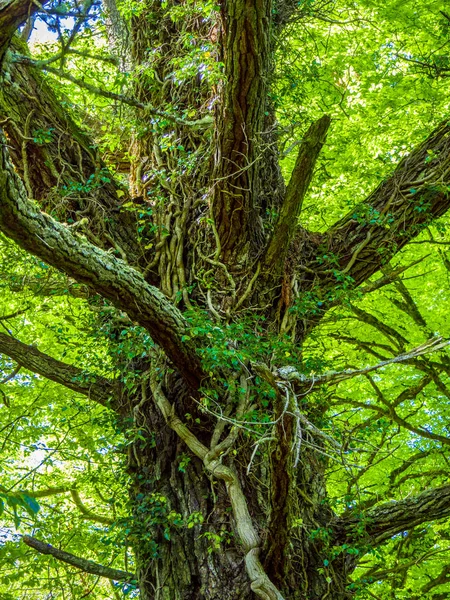 Korku veren ağaçlar ve doğa, Killarney Milli Parkı