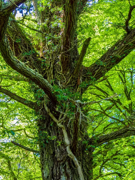 Korku veren ağaçlar ve doğa, Killarney Milli Parkı