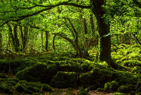 Terrenos musgosos y maravillosa naturaleza salvaje en el Parque Nacional de Killarney — Foto de Stock