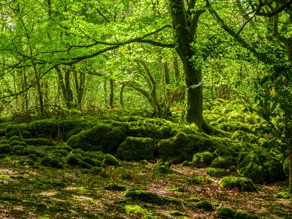 Terrain mousseux et merveilleuse nature sauvage au parc national Killarney — Photo