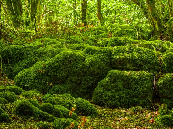 Terrenos musgosos y maravillosa naturaleza salvaje en el Parque Nacional de Killarney — Foto de Stock