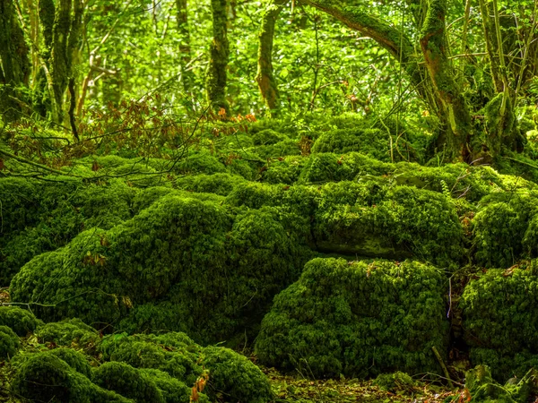 Yosunlu zemin ve harika vahşi doğa, Killarney Milli Parkı — Stok fotoğraf