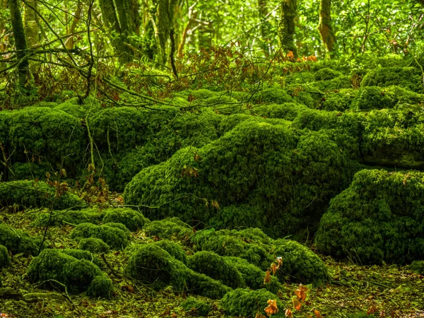 苔の庭園と素晴らしい野生自然キラーニー国立公園で — ストック写真