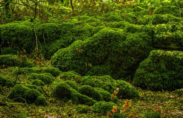 Yosunlu zemin ve harika vahşi doğa, Killarney Milli Parkı