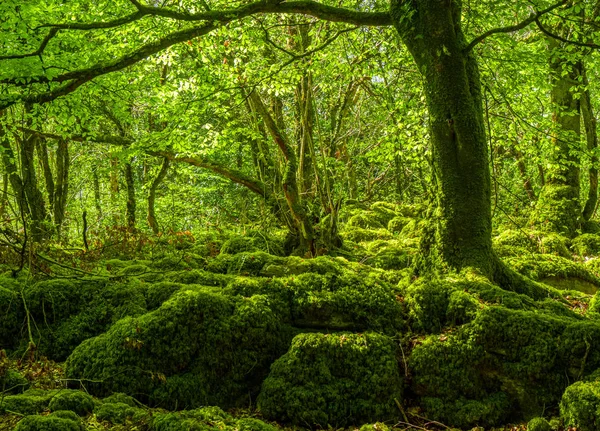 Terrain mousseux et merveilleuse nature sauvage au parc national Killarney — Photo