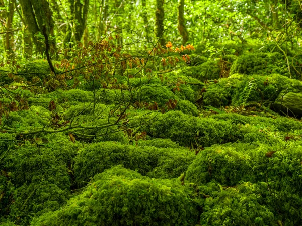 苔の庭園と素晴らしい野生自然キラーニー国立公園で — ストック写真