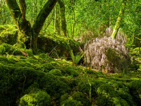 Moosbewachsenes Gelände und wunderbare wilde Natur im Killarney Nationalpark — Stockfoto