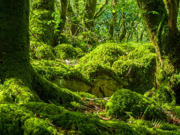 Yosunlu zemin ve harika vahşi doğa, Killarney Milli Parkı