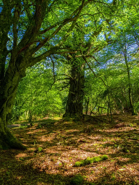 Wunderschöne uralte Bäume im Killarney Nationalpark - wilde Natur — Stockfoto