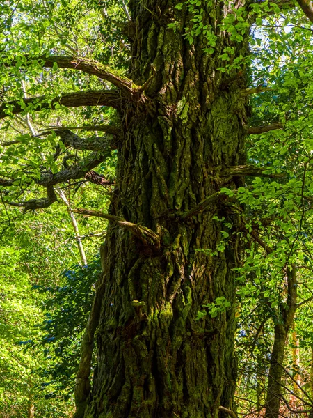 A Killarney Nemzeti Park - vad természet gyönyörű ősfás — Stock Fotó