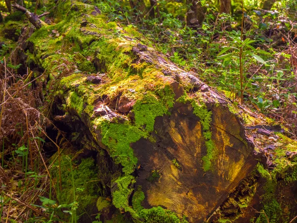 美しい古代木キラーニー国立公園野生の自然で — ストック写真