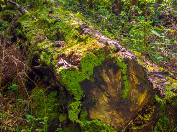 A Killarney Nemzeti Park - vad természet gyönyörű ősfás — Stock Fotó