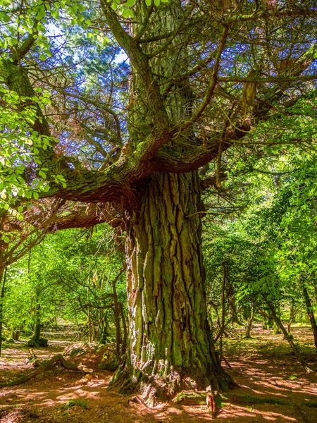 Beaux arbres anciens au parc national Killarney - nature sauvage — Photo