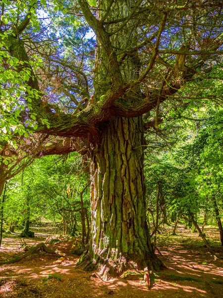 Güzel eski ağaçlar, Killarney Milli Parkı - vahşi doğa