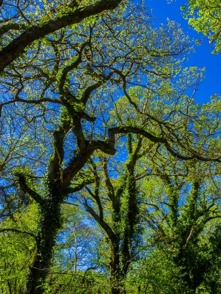 Muhteşem eski ağaçlar Killarney Milli Parkı'nda-harika doğa