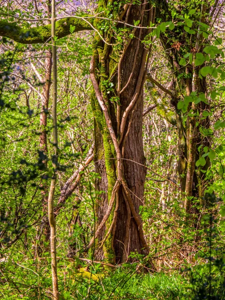 Arbres anciens spectaculaires dans le parc national Killarney - nature impressionnante — Photo