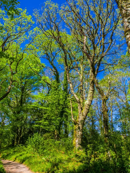 Muhteşem eski ağaçlar Killarney Milli Parkı'nda-harika doğa