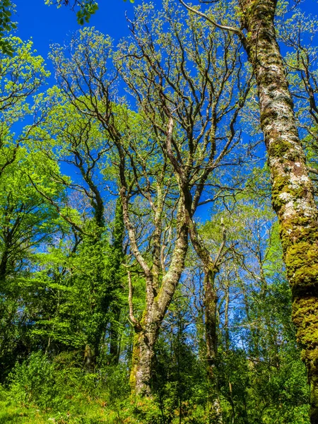 Spektakuläre uralte Bäume im Killarney Nationalpark - atemberaubende Natur — Stockfoto