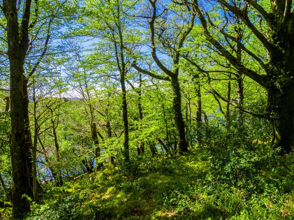 A Killarney Nemzeti Park - egy gyönyörű hely, Írország — Stock Fotó