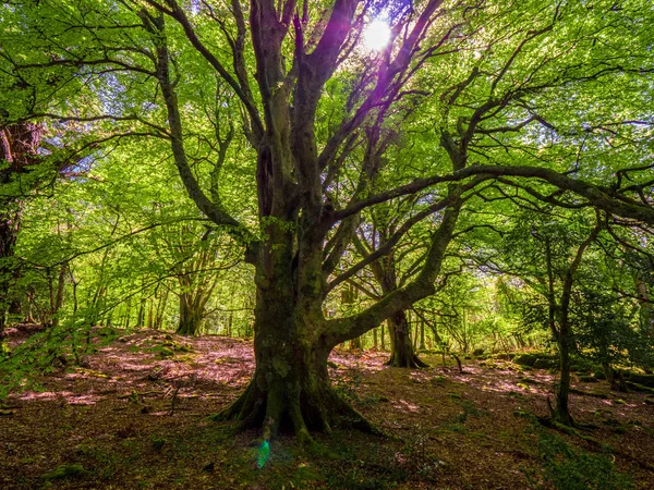 Spektakuläre uralte Bäume im Killarney Nationalpark - atemberaubende Natur — Stockfoto