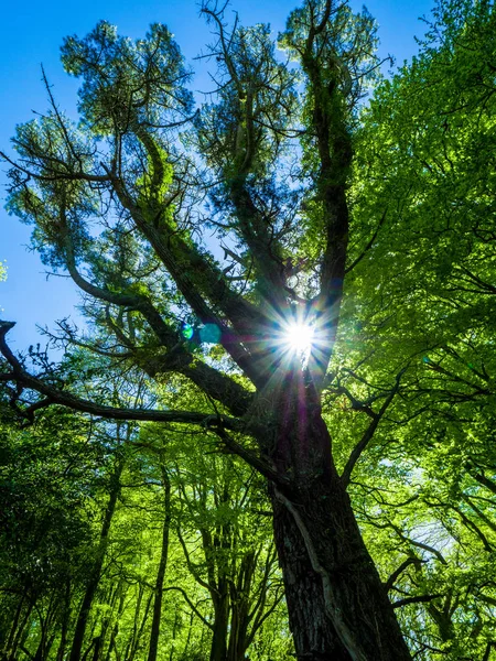 Spektakuläre Uralte Bäume Killarney Nationalpark Atemberaubende Natur — Stockfoto