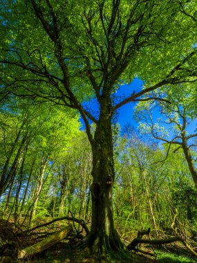 Muhteşem eski ağaçlar Killarney Milli Parkı'nda-harika doğa