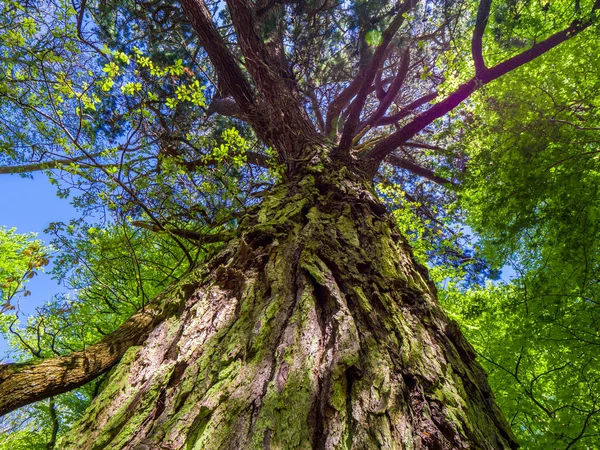 Spektakuläre uralte Bäume im Killarney Nationalpark - atemberaubende Natur — Stockfoto