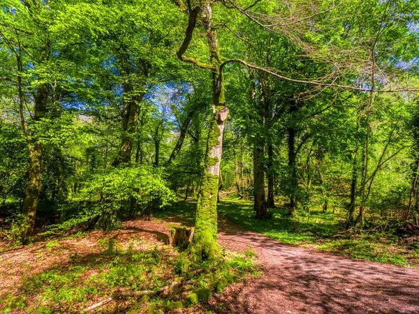 Schöne moosige bäume im killarney nationalpark in irland — Stockfoto