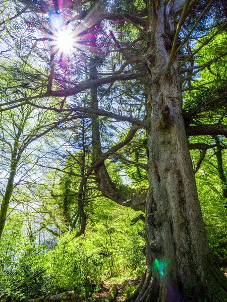 Spektakuläre uralte Bäume im Killarney Nationalpark - atemberaubende Natur — Stockfoto