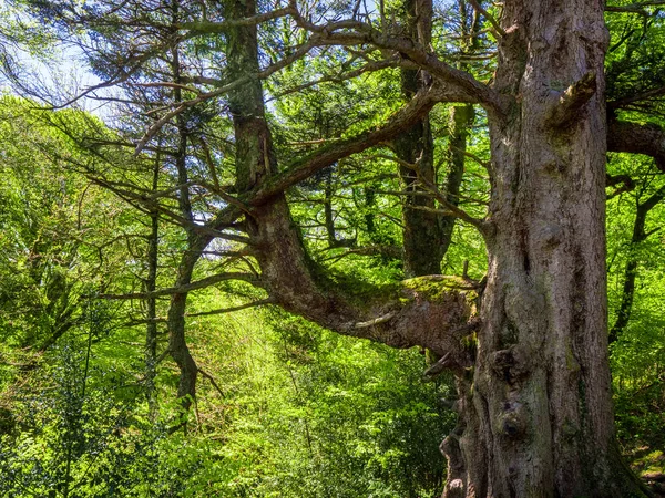 Arbres anciens spectaculaires dans le parc national Killarney - nature impressionnante — Photo