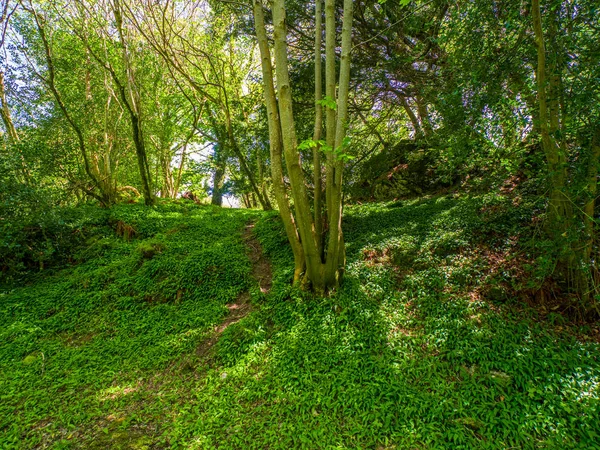 Beautiful wild vegetation at Killarney National Park in Ireland — Stock Photo, Image