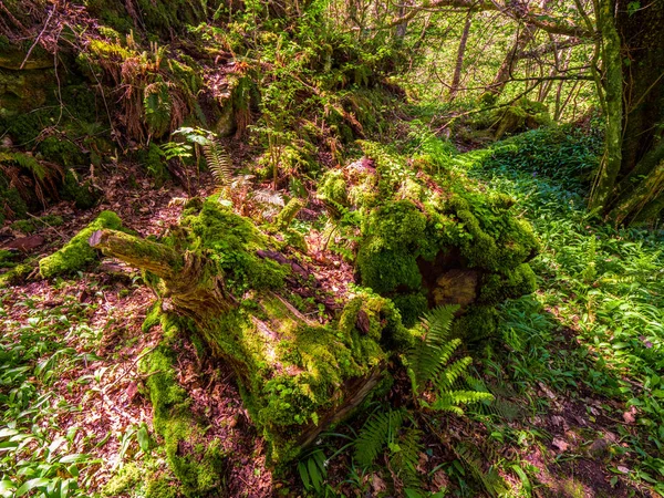 Belle végétation sauvage au parc national de Killarney en Irlande — Photo