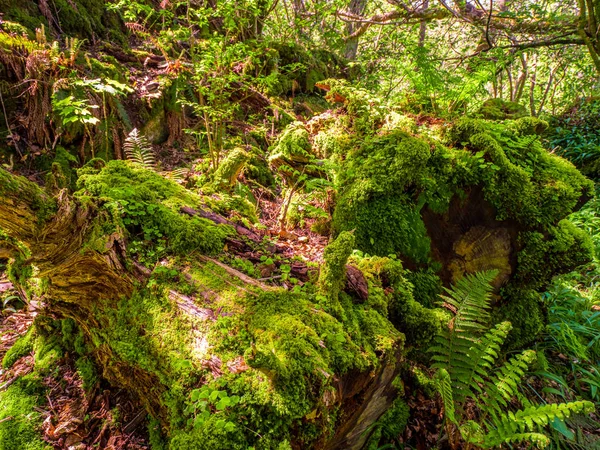 Wunderschöne wilde vegetation im killarney nationalpark in irland — Stockfoto