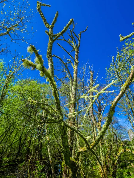 Beautiful wild vegetation at Killarney National Park in Ireland