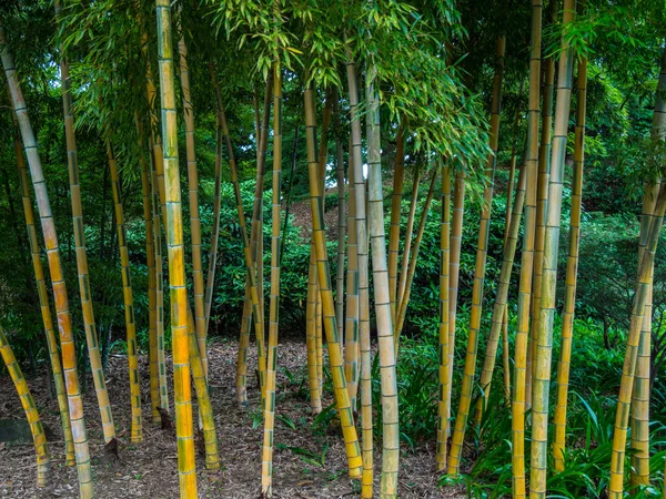 Árvores de bambu no Imperial Palace East Gardens em Tóquio — Fotografia de Stock