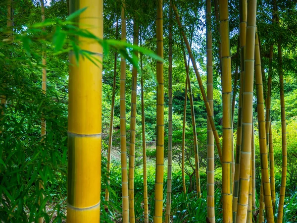 Bambusů v Imperial Palace Gardens východ v Tokiu — Stock fotografie