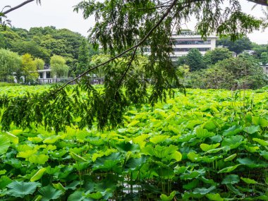 Güzel göller gizli Ueno Park Tokyo - Tokyo, Japonya - 12 Haziran 2018 yeşil bitkiler ile
