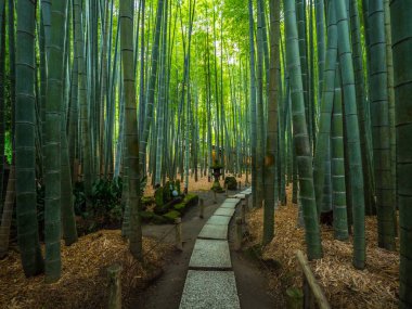 17 Haziran 2018 Japonya - Tokyo, Japonya - bambu ormanda yürürken