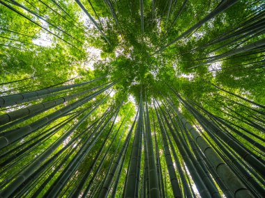 Geniş açılı görünüş bambu ormanın Kamakura - Tokyo, Japonya - 17 Haziran 2018 şaşırtıcı