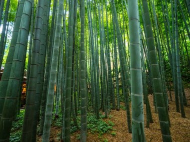 17 Haziran 2018 Japonya - Tokyo, Japonya - bambu ormanda yürürken