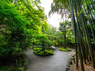 Bambu orman Japonya - eğlence için harika bir yer - Tokyo, Japonya - 17 Haziran 2018