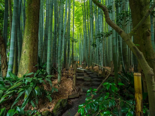 Bambusový Les v Japonsku - Skvělé místo pro rekreaci - Tokio, Japonsko - 17 červen 2018 — Stock fotografie