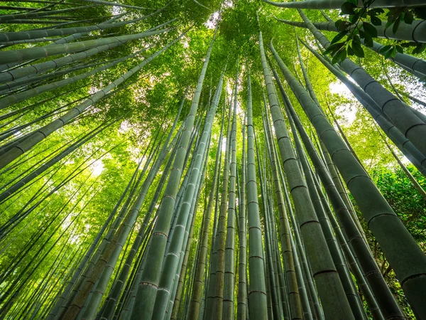 Бамбуковый лес в Японии - прекрасное место для отдыха - ТОКИО, Япония - 17 июня 2018 года — стоковое фото