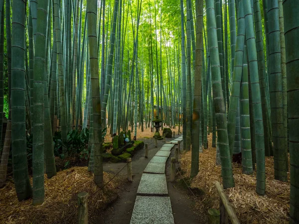 Idąc przez las bambusowy w Japonii - Tokio, Japonia - 17 czerwca 2018 r. — Zdjęcie stockowe