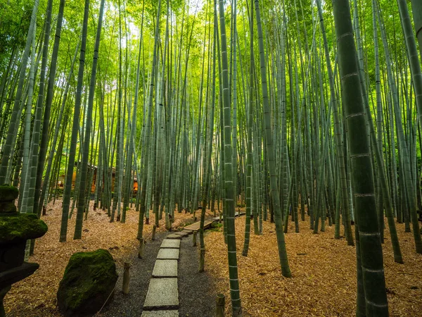 Úžasná Cesta Prostřednictvím Japonské Bambusové Lesy Cestovatelské Fotografie Tokio Japonsko — Stock fotografie