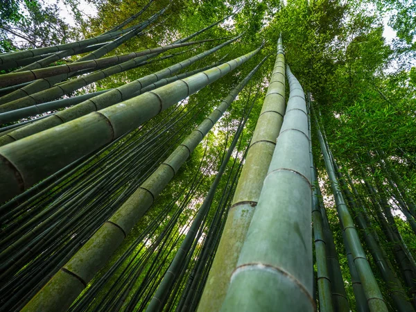 Bambusový Les v Japonsku - Skvělé místo pro rekreaci - Tokio, Japonsko - 17 červen 2018 — Stock fotografie